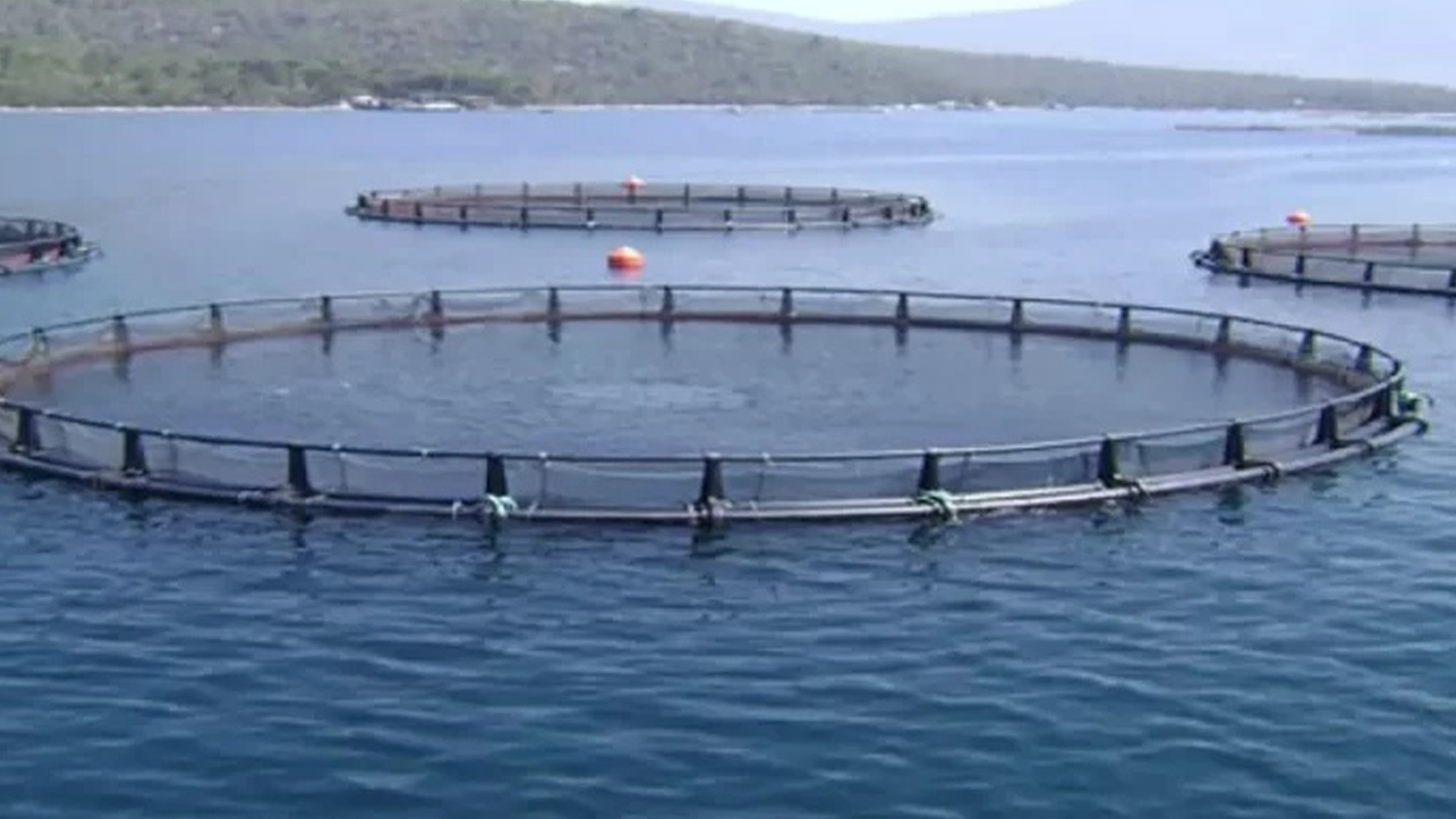 TASAF cage fish project delivers results